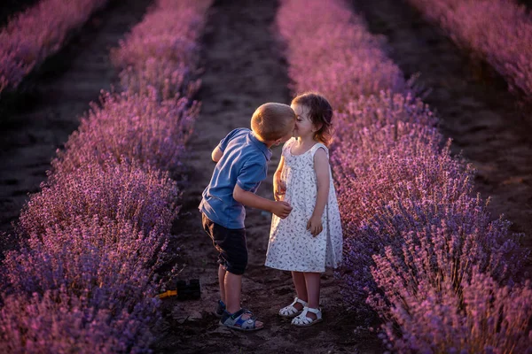 Крупним Планом Портрет Маленької Дівчинки Цілує Хлопчика Щоці Рядах Фіолетового — стокове фото