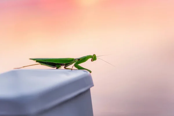 stock image A green praying mantis stands on a stone on an isolated pink background. Insect in the city. Invertebrate. Place for text. Macro, side view. Copy space, close up