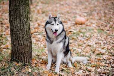 Sonbahar ormanında bir Husky 'nin yatay portresi. Köpek dili dışarı sarkık bir şekilde oturuyor, yürüyüşe ara veriyor ve su istiyor. Evcil hayvanlarla şehir dışına çıkıyorum. Açık hava eğitimi