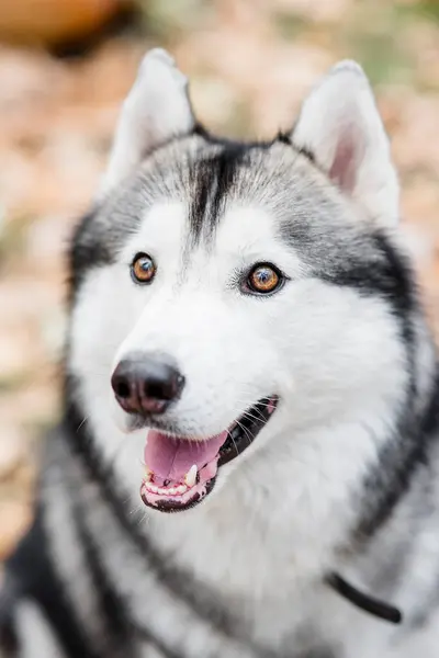 Retrato Cerca Perro Husky Mascota Feliz Sonriente Sobresaliendo Lengua Rosa —  Fotos de Stock