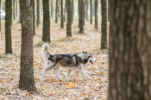 Husky Fut Őszi Erdőben Fák Között Kutya Kinyújtotta Nyelvét Szabadtéri — Stock Fotó
