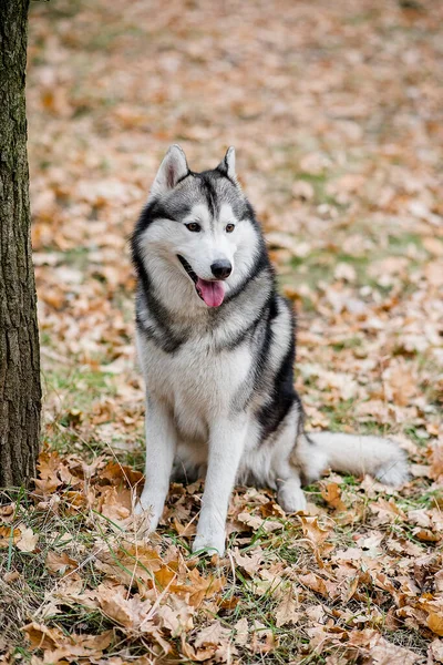 Retrato Vertical Husky Bosque Otoño Perro Está Sentado Con Lengua —  Fotos de Stock