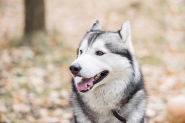 Husky köpeğinin yakın plan portresi. Evcil hayvan mutlu, gülümsüyor, pembe dilini uzatıyor. Kuzeyli köpekler. Sonbahar ormanlarında hayvanlarla dolaşmak..