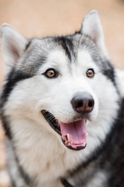 Close Portrait Husky Dog Pet Happy Smiling Sticking Out Its — Stock Photo, Image
