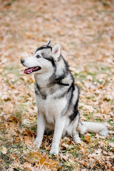 秋天森林里一个胡斯基人的垂直肖像 这只狗坐在那里 舌头伸出来 散散步 想喝水 带着宠物出城室外培训 — 图库照片