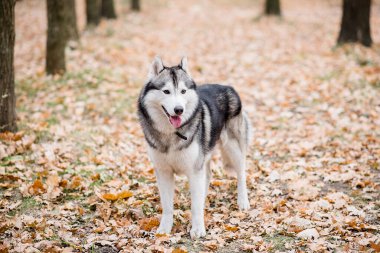 Sonbahar ormanında bir Husky 'nin yatay portresi. Köpek dili dışarı sarkık bir şekilde ayakta duruyor, yürüyüşe ara veriyor ve su istiyor. Evcil hayvanlarla şehir dışına çıkıyorum. Açık hava eğitimi