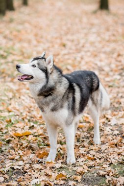 Sonbahar ormanında bir Husky 'nin dikey portresi. Köpek dili dışarı sarkık bir şekilde ayakta duruyor, yürüyüşe ara veriyor ve su istiyor. Evcil hayvanlarla şehir dışına çıkıyorum. Açık hava eğitimi