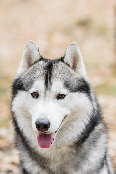 ハスキー犬のクローズアップ写真 ペットは幸せで 笑顔で ピンクの舌を突き出しています 北の犬たち 秋の森を歩く動物たちと一緒に旅する — ストック写真