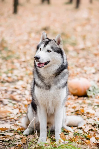 Pionowy Portret Husky Autumn Lesie Pies Siedzi Wywieszonym Językiem Robi — Zdjęcie stockowe