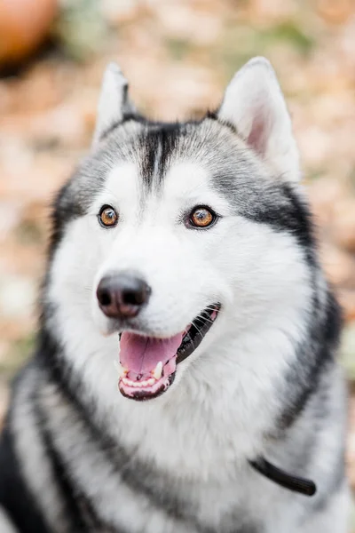 Close Portret Van Een Husky Hond Het Huisdier Gelukkig Glimlachend — Stockfoto