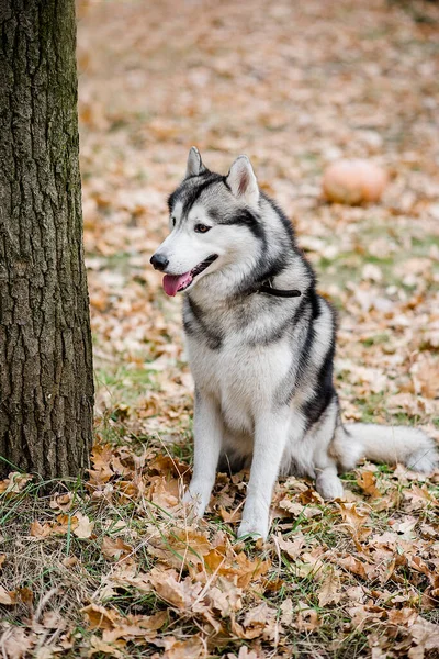 秋天森林里一个胡斯基人的垂直肖像 这只狗坐在那里 舌头伸出来 散散步 想喝水 带着宠物出城室外培训 — 图库照片