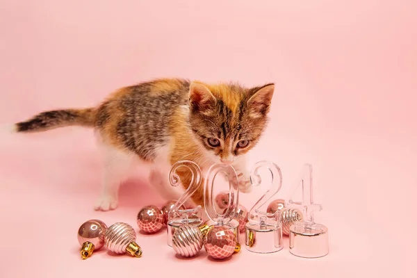 고양이는 배경에서 2024에 투명한 숫자에 Gnawing 바닥에 크리스마스 장난감 동물과 — 스톡 사진