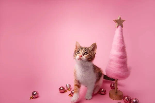 배경에 귀여운 고양이는 창조적 근처에 반짝이는 공이있는 부드러운 크리스마스 고립된 — 스톡 사진