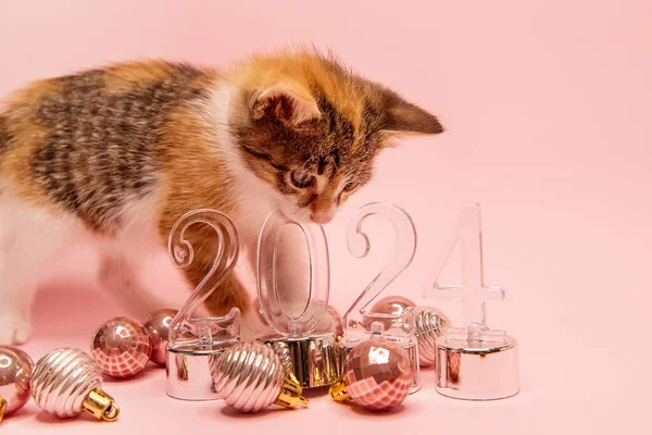 고양이는 배경에서 2024에 투명한 숫자에 Gnawing 바닥에 크리스마스 장난감 동물과 — 스톡 사진