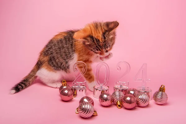 배경에 고양이는 투명한 2024 근처에 핥습니다 바닥에 크리스마스 장난감 모노크롬 — 스톡 사진