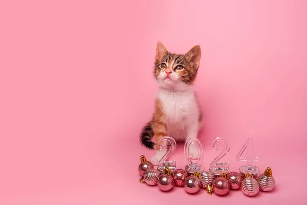 배경에 고양이는 투명한 2024 앉아있다 바닥에 크리스마스 장난감 모노크롬 엽서요 — 스톡 사진