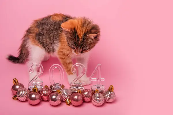 분홍색 배경에 고양이는 2024 새해의 투명한 숫자를 바닥에 크리스마스 장난감 — 스톡 사진
