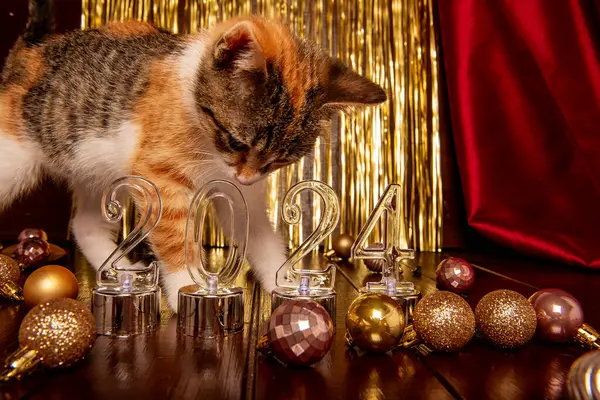 2024 sayılı ahşap kahverengi arka planda, üç renkli kedi yavrusu Noel süslemeleri arasında folyodan yapılmış altın süslemeler, bordo kumaş dokusunda. Yeni yıl sembolü, düzlem, takvim.