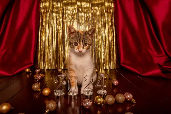 2024에 부르고뉴 직물의 질감에 크리스마스 고양이 — 스톡 사진