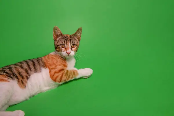 Tricolor small kitten lies on green isolated background. Street cat at home. Pet is like friend, companion, family member. Pets in studio shot. Copy space. Allergy to animals