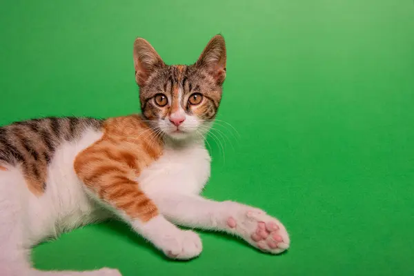 Tricolor small kitten lies on green isolated background. Street cat at home. Pet is like friend, companion, family member. Pets in studio shot. Copy space. Allergy to animals