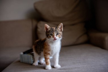 Kanepede durup kameraya nazikçe bakan tuhaf tekir kedi yavrusu. Evcil hayvan, ev ve yaşam tarzı temaları için kavram.