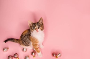 Pembe izole edilmiş arka planda neşeli Noel süsleriyle çevrili, geniş gözlü, neşeli tekir kedi yavrusu. Tatil tebrik kartı ve hayvan temalı görseller.