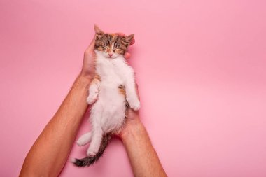 Küçük tekir kedicik insan ellerinde huzur içinde uyuyor. Yumuşak pembe pastel izole bir arka planı var. Sıcaklık, ilgi ve şefkat yakalar, evcil hayvan ve yaşam tarzı temaları için idealdir..