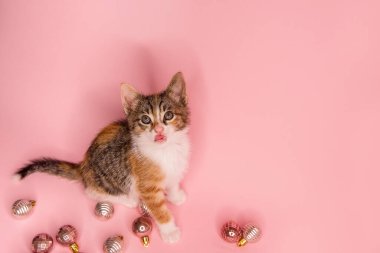 Dilini çıkarmış sevimli tekir kedi yavrusu, pembe bir arka planda pembe Noel süsleriyle çevrili. Neşeli ve neşeli bir tatil sahnesi.