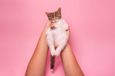 Küçük tekir kedicik insan ellerinde huzur içinde uyuyor. Yumuşak pembe pastel izole bir arka planı var. Sıcaklık, ilgi ve şefkat yakalar, evcil hayvan ve yaşam tarzı temaları için idealdir..