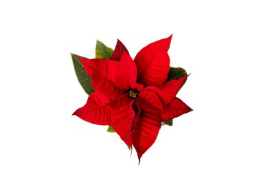 Canlı kırmızı noktalı çiçek, yemyeşil yapraklarla bembeyaz bir arkaplanda yukarıdan çekilmiş. Tatil, Noel ve mevsimlik temalar için mükemmel.