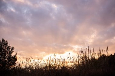 Gün batımının altın parıltısı uzun otların arasından süzülür, yumuşak, dokulu bulutlarla dolu bir gökyüzüne sıcak bir ışık tutar, huzurlu ve huzurlu bir manzara yaratır..
