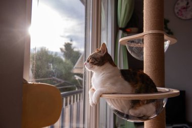 Rahat bir kedi, şeffaf cam bir hamakta dinleniyor. Bir kedi ağacına bağlı. Güneşli pencereden merakla bakıyor..