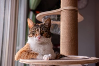 Portakal, siyah ve beyaz kürk karışımlı bir calico kedisi, pencerenin yakınındaki tahta bir kedi ağacında rahat bir şekilde, sakin bir ifadeyle doğrudan kameraya bakar..