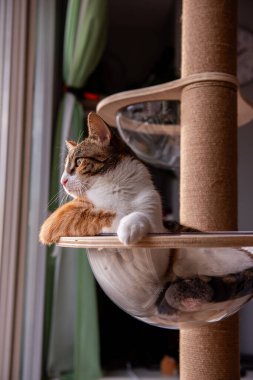 Sakin ve meraklı bir kedi bir kedi ağacına uzanır, pencereden dışarı bakar. Sıcak ışıklandırma, tüylerini ve yeşil gözlerini ön plana çıkararak, kapalı alanda huzurlu bir manzara yaratıyor..
