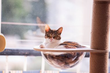 Meraklı bir tekir kedi, pencereye monte edilmiş bir hamakta rahatça dinlenir ve güneş ışığının tadını çıkarır. Yeşil gözleri dikkatle bakıyor, dingin sahneye cazibesini katıyor..