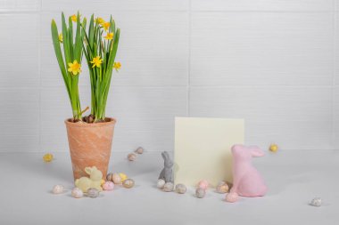 Paskalya süslemeleri, terasotta tenceresinde nergisler, boş tebrik kartları, beyaz masaya saçılmış dekoratif tavşanlar ve çikolatalı yumurtalar beyaz fayanslı duvarlar, mesajınızı bekliyor.