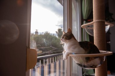 Rahat bir kedi, şeffaf cam bir hamakta dinleniyor. Bir kedi ağacına bağlı. Güneşli pencereden merakla bakıyor..