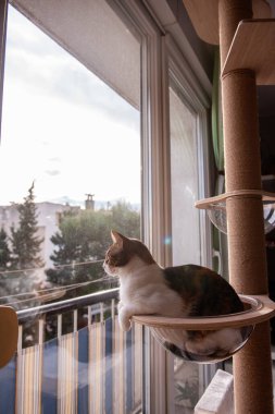 Rahat bir kedi, şeffaf cam bir hamakta dinleniyor. Bir kedi ağacına bağlı. Güneşli pencereden merakla bakıyor..