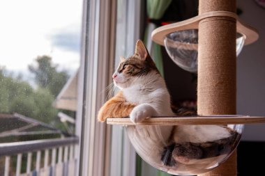 Sakin ve meraklı bir kedi bir kedi ağacına uzanır, pencereden dışarı bakar. Sıcak ışıklandırma, tüylerini ve yeşil gözlerini ön plana çıkararak, kapalı alanda huzurlu bir manzara yaratıyor..