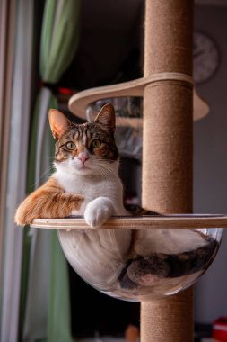 Portakal, siyah ve beyaz kürk karışımlı bir calico kedisi, pencerenin yakınındaki tahta bir kedi ağacında rahat bir şekilde, sakin bir ifadeyle doğrudan kameraya bakar..
