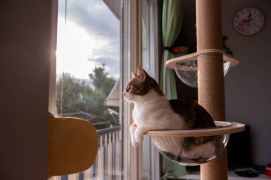 Rahat bir kedi, şeffaf cam bir hamakta dinleniyor. Bir kedi ağacına bağlı. Güneşli pencereden merakla bakıyor..