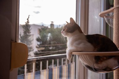 Rahat bir kedi, şeffaf cam bir hamakta dinleniyor. Bir kedi ağacına bağlı. Güneşli pencereden merakla bakıyor..