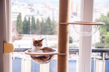 Rahat bir tekir kedi uyuyor, şeffaf bir baloncuk yatakta uzanır şehir manzaralı bir pencereyle modern bir kedi ağacına bağlanır..