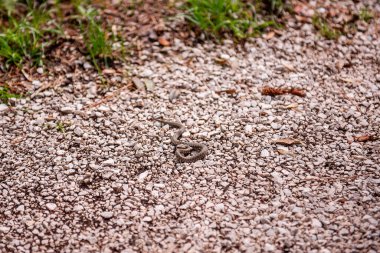 Hırvatistan 'ın Krka ulusal parkında çakıllı bir yolda dinlenen küçük zar yılanı natrix tessellata, sıcak güneş ışığında güneşleniyor ve doğal ortamının huzurunun tadını çıkarıyor.