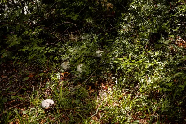 Hırvatistan 'daki Krka ulusal parkının yoğun yapraklarından süzülen güneş ışığı, yeşil bitki örtüsü ve düşen yaprakların arasına yerleştirilmiş bir grup yabani mantarı aydınlatıyor.