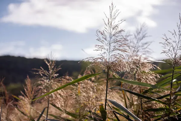Genel kamış ya da phragmites Australis, Krka Ulusal Parkı 'ndaki bir gölün sakin kıyı şeridi boyunca gelişerek ılık sonbahar güneşi altında canlı renkler sergiliyor.