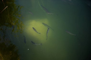 Balıklar, çarpıcı şelaleleri ve çeşitli ekosistemi ile tanınan Hırvatistan 'ın güzel ve korunaklı bir bölgesi olan Krka ulusal parkının berrak göl sularında huzur içinde yüzüyor.