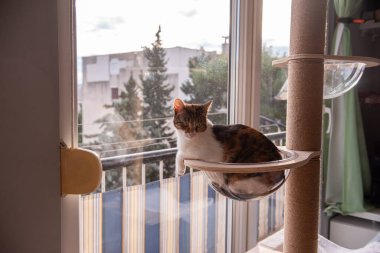 Rahat bir kedi, şeffaf bir baloncuğun içinde kedi ağacına tüneyerek uzanıyor ve yumuşak bir ifadeyle kameraya bakıyor. Güneş ışığı pencereden süzülüyor, samimi sahneyi vurguluyor.