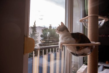 Rahat bir kedi, şeffaf cam bir hamakta dinleniyor. Bir kedi ağacına bağlı. Güneşli pencereden merakla bakıyor..